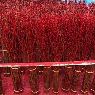 �y���滨�r֦������Ͱϲ�c�������������҃ȼtɫ�ɻ�ˮ��ֲ��ѩ��