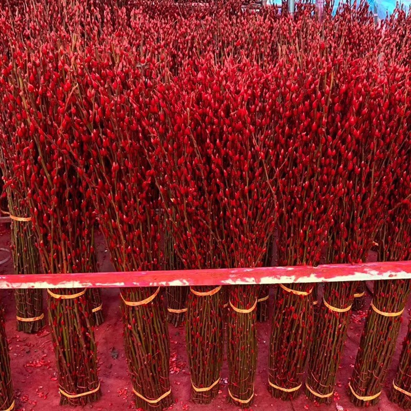 银柳真花鲜枝抱抱福桶喜庆年宵花卉盆栽室内红色干花水培植物雪柳