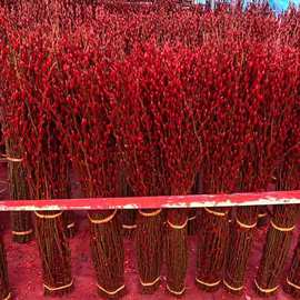 银柳真花鲜枝抱抱福桶喜庆年宵花卉盆栽室内红色干花水培植物雪柳