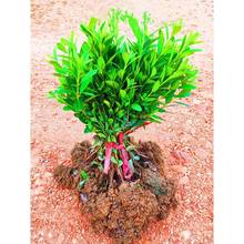 ���Ķ��N�����r���Nӳɽ�tͥԺС�^�G��ֲ�����ļ����N���ļ�����