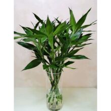 �Gë��ʯ������ˮ�B�r��  ���F���D�\��t�콶ˮ��Gֲ  ���ֱ�l