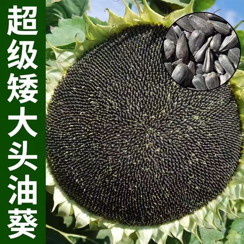 Oil sunflower seeds