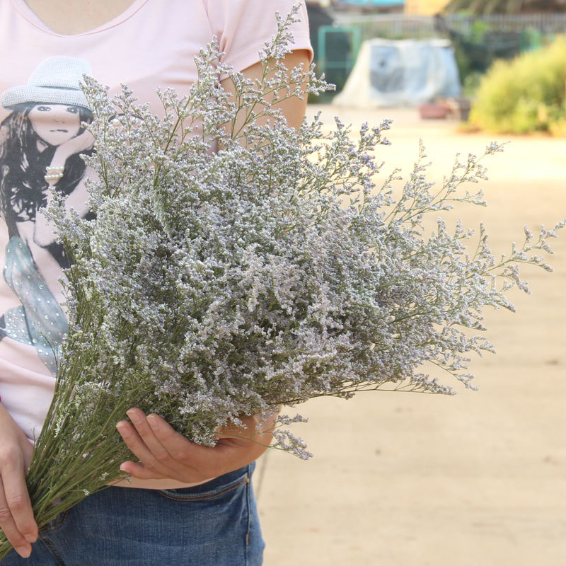 Rhapsody nuevo producto Clase A Lover Grass 100g Mori Natural Dry Flower Real Flower Decoración del hogar Fábrica de Yunnan al por mayor