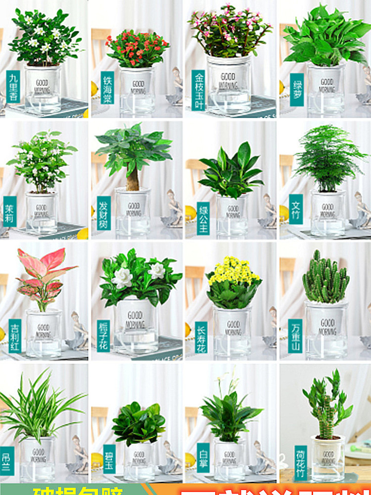 [4개 세면대 옵션] 굿모닝 세면대 + 다양한 메모 + 영양액 포함