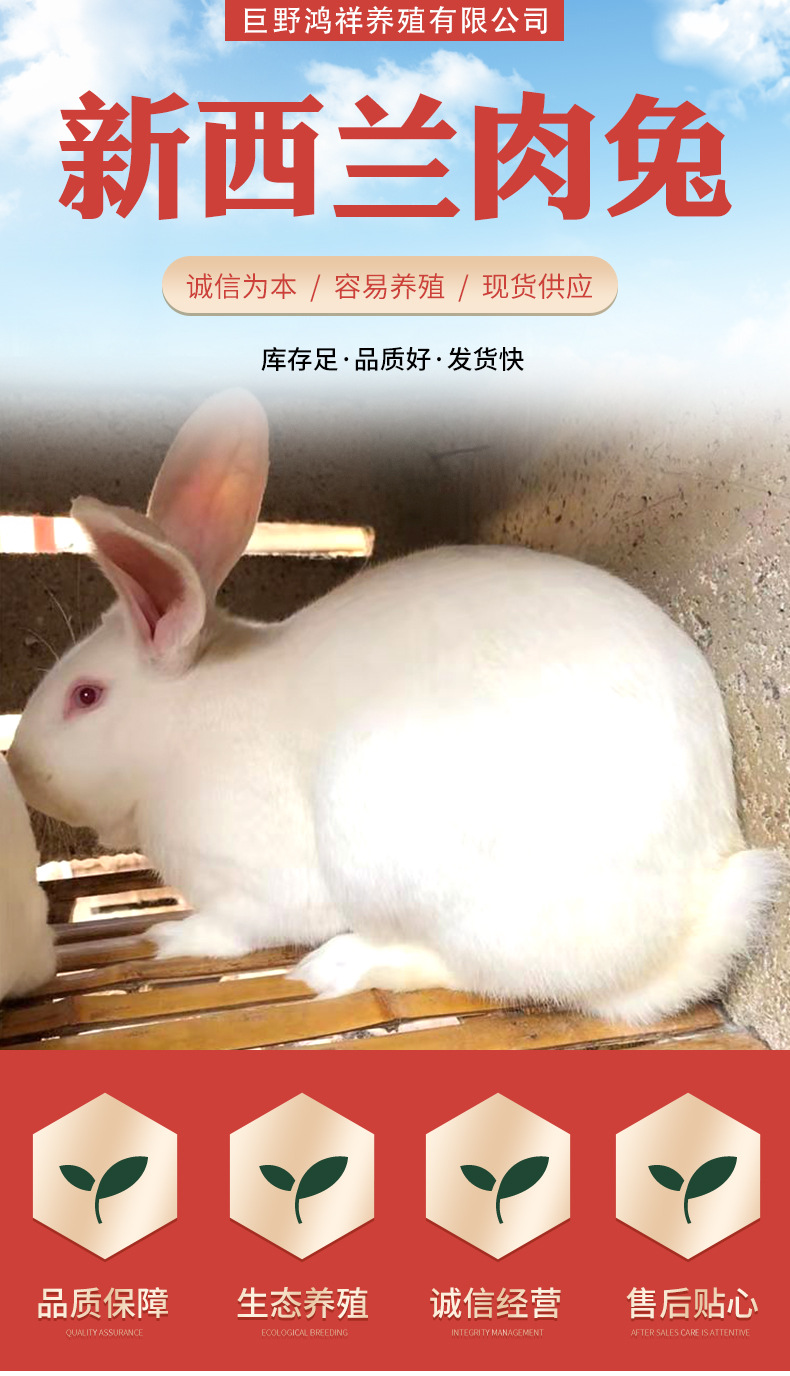 新西兰肉兔详情_01.jpg