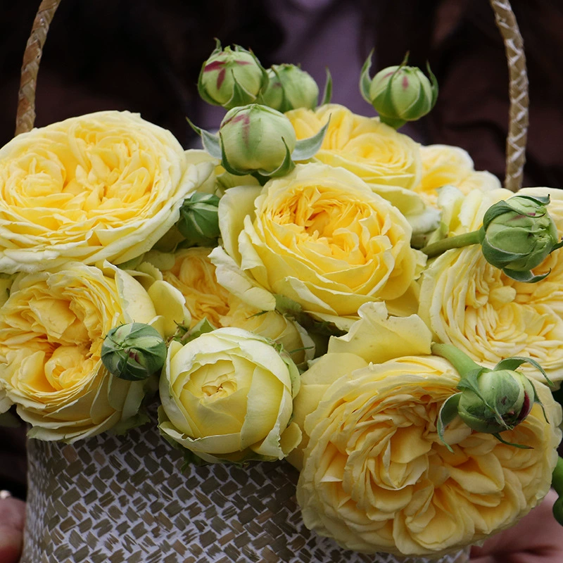 Катерина Китайская Роза Рассада Срезанный цветок Роза Четыре сезона Большое цветочное растение в горшке Холодоустойчивое садовое растение