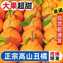 新鲜四川耙耙柑粑粑柑春见丑橘当季新鲜水果丑八怪橘子丑橘子9斤