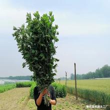 端午节艾草新鲜野生整颗艾叶长棵艾叶草挂门上整把全株艾草叶驱蚊