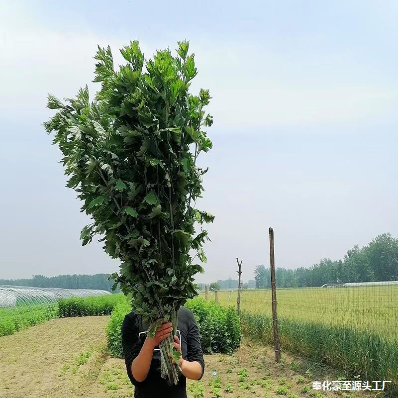 端午节艾草新鲜野生整颗艾叶长棵艾叶草挂门上整把全株艾草叶驱蚊