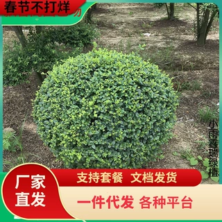 一件代发小叶女贞树苗金叶女贞绿化苗庭院别墅小区四季常青球形绿
