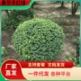 球形庭院小叶小区绿化苗