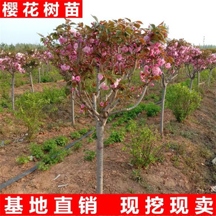 �ձ��ļ��ѻ����绨�ܰ���΢���辰�Gֲ���҃����_���ѻ����԰��]
