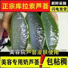 库拉索芦荟叶片院灌肤敷脸奶芦荟补水新鲜大叶片食用芦荟盆栽