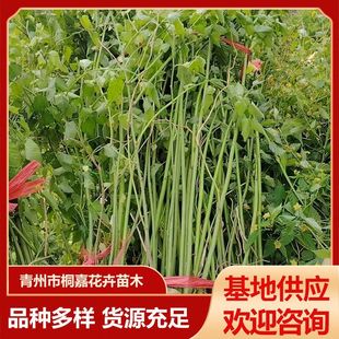 �G����ľ���Ļ���Ļ����ع����G�����̾G�h�����