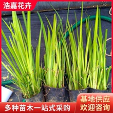 多年生挺水水生鸢尾黄菖蒲杯苗河道湿地人工湿地工程用黄花耐寒