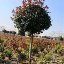 ߗUʯ骘ͥԺ@־G繤쾰ֲеLʯ骘