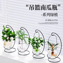 水培植物水养花卉室内办公室桌面桌上小型绿植客厅好养开花九里香