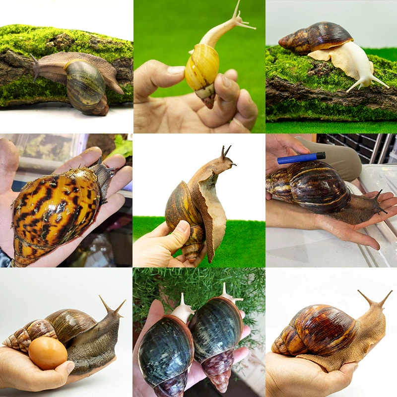 Улитка домашнее животное улитка Южная красная улитка негабаритная гигантская улитка толстый край улитка грязь агат улитка