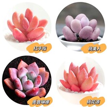 ֲMԾGֲҵ¶ͯӼtʯϘ׻