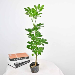 ���_ľ�͏d�������҃ȾGֲˮ���Ϙ��������Ͱ˷���ؔ���~ɏ����ľ