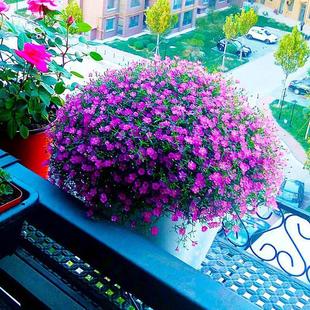 Explosive Pot Gipsophila gypsophila seed flower seed four seasons easy to live indoor and outdoor flowering potted flower plant flower seed