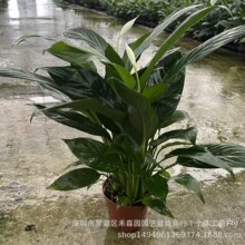 һ���L혰������Ի���ֲ���҃�ˮ��Gֲ���B�lؔ���k���������辰