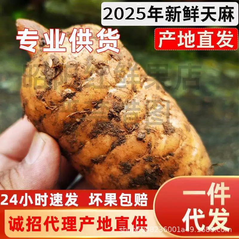 Подлинная имитация дикой Wutia Gastrodia в Чжаотуне, Юньнань