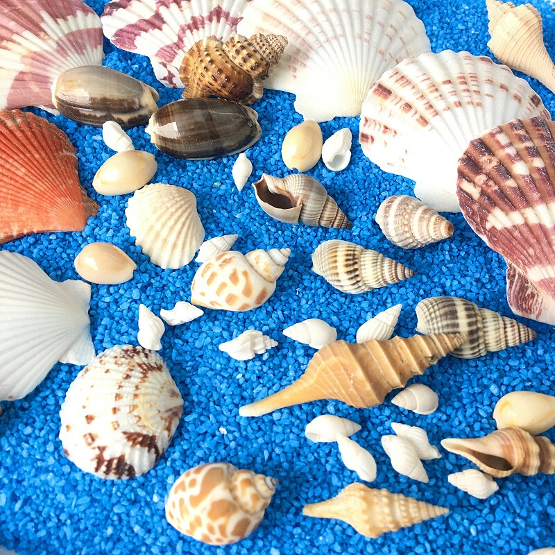 Real Conch White Rice Conch Small Conch Shell Specimen Ocean Style Glue DIY Accessories Filler Material Micro Landscape