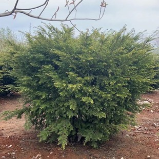 �|���ͺ��t��ɼ ���G��ľ �t��ɼ���� ��СҎ���Rȫ �@���^�p��