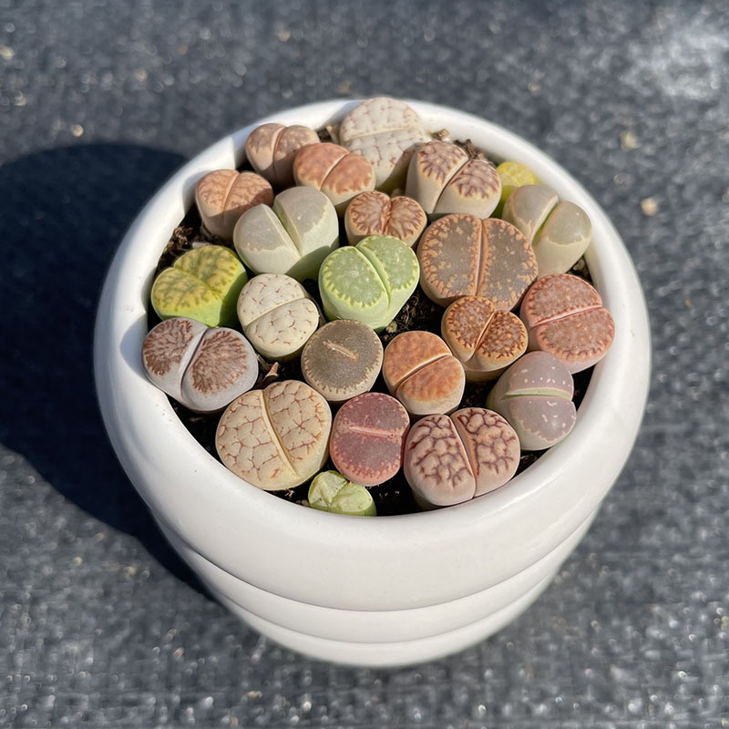 (실사) 도넛형 석화 조합 (석화 18알 이상)