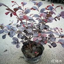 �����N�ۼt��ľ�� �t�^ľ���� �t����ľ �t���� ���̾G����ľ