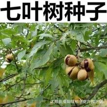 红花七叶树种子梭椤树梭椤子天师栗开心果白花七叶树林木种籽