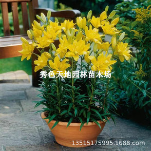 Double Perfume Lily Bulb Potted Florals Indoor and Outdoor All Year Round Good to Feed Plant Seeds with Buds Large Balls