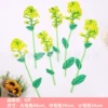 Rapeseed