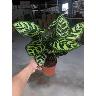 ����ֱ�N 140#��ȸ���󱪼y؈�����O������ �҃Ȼ��܃����՚�