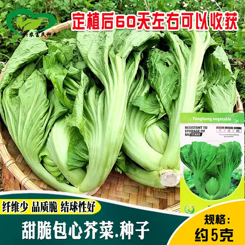 甜脆包心芥菜种子 农田菜地易栽培好管理盆栽蔬菜甜芥菜籽