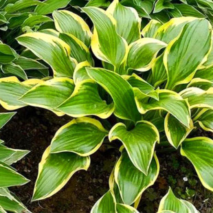 ���R�����޸�ֲ���߅���������Ե��Զ�����ֲ���ͺ����ܻ��R����