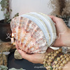 Abalone shell/lion palm shell/scallops shell diary creative gift decorative ornament independent station cross -border 2024 new