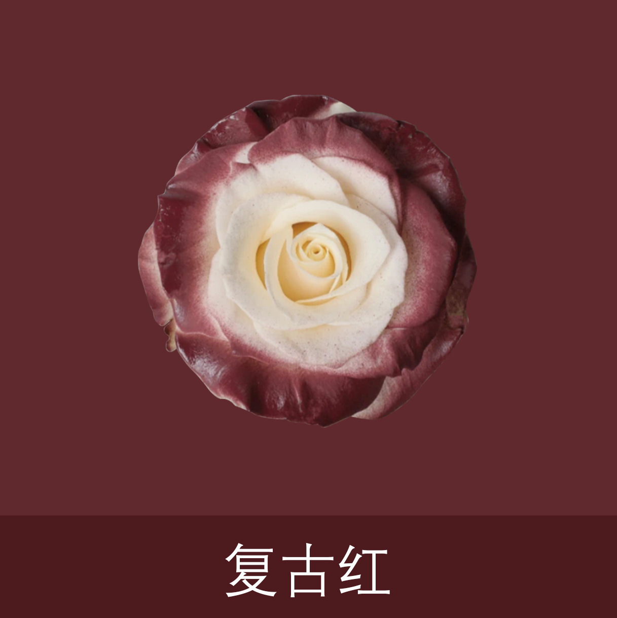 Material de embalaje de flores frescas Agente de tinción en aerosol de flores secas Salsa de ciruela negra Pintura en aerosol de flores Pintura en aerosol de flores Agente de color de flores