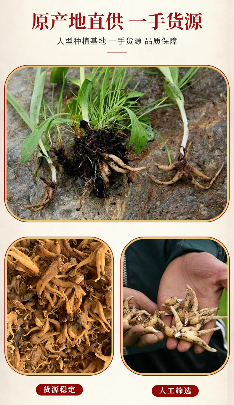Dried Palm Ginseng Shou Zhang Shen Whole Root Tonic Herb for Cooking and Decoction 1 Jin overview