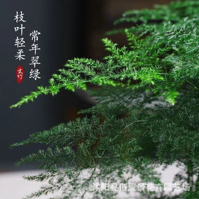 文竹种子花种子四季易种室内阳台桌面多年生常绿观叶植物种籽