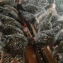 活体芦花鸡苗价格 农村散养成年黑种小芦花鸡 养殖场出售芦花鸡