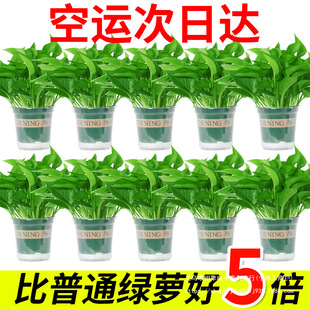 һ����G�j������ȩ�����՚�ˮ���҃�ֲ��Gֲ���������G�}