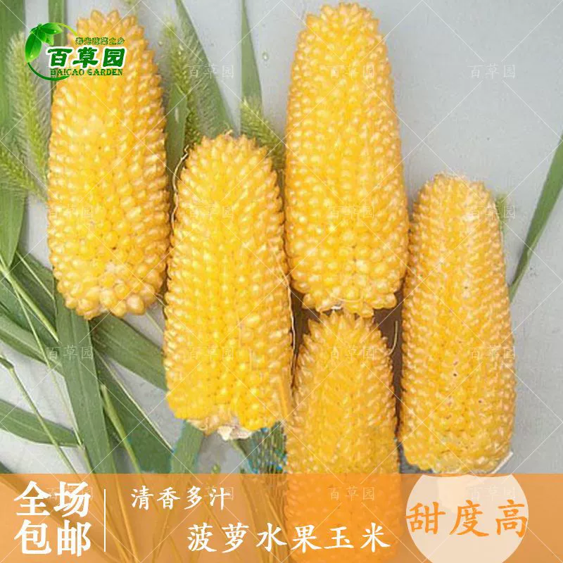 Семена кукурузы ананаса, семена кукурузы с клубничным фруктом можно есть сырыми, мини-игрушки можно сеять и смотреть в любое время года.