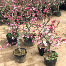 zĻ籱辰ϘձL۹ͥԺ