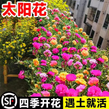 羳؛ذ̫ꖻѻN_ͥԺN׻N