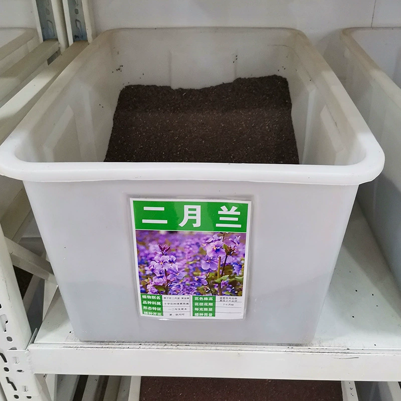 Оптовая продажа фабрики февральские семена орхидей лесные семена Four Seasons многолетний Ландшафтный проект озеленения семян листвы