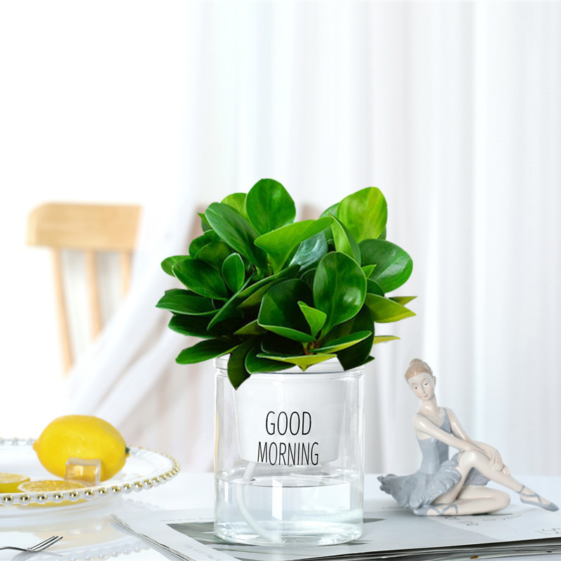 재스퍼 [굿모닝 세면대] + 영양액