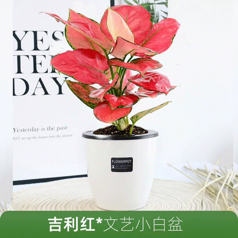 Wannien Red Ruishui Гидропонные растения Зеленая посадка Комнатные водные цветы В горшке Богатство Дерево Богатый