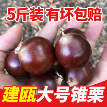 ���������r����Ұ�����T�F���A��ë���Ӽ����������r�ҬFժ5���b